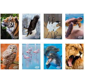 Maxiquaderno a4 20fg+1 80gr 4mm animal wild life 2019 blasetti