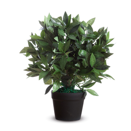 Pianta ornamentale lauro h50cm