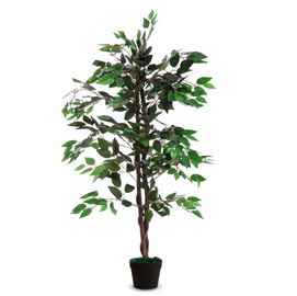 Pianta ornamentale ficus h120cm